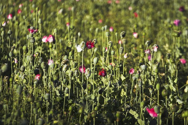 AFGHANISTAN, Flora & Fauna, Poppy field between Daulitiar and Chakhcharan