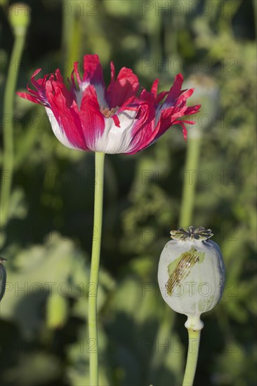 AFGHANISTAN, Flora & Fauna, Poppy field between Daulitiar and Chakhcharan