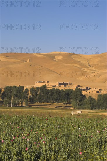 AFGHANISTAN, Flora & Fauna, Poppy field between Daulitiar and Chakhcharan