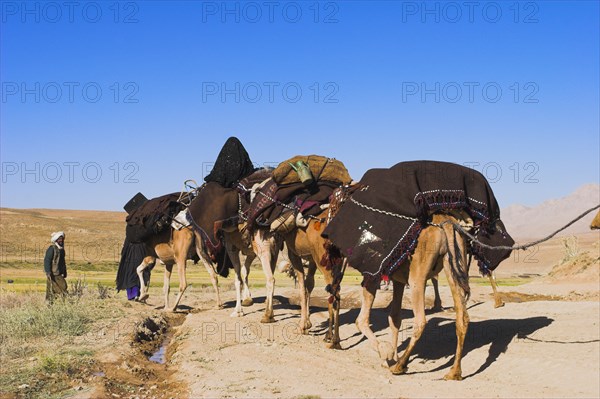 AFGHANISTAN, Desert, Kuchie nomad camel train between Chakhcharan and Jam