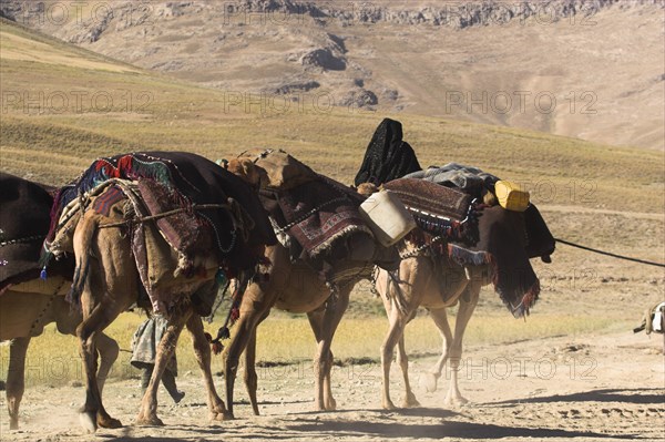 AFGHANISTAN, Desert, Kuchie nomad camel train between Chakhcharan and Jam