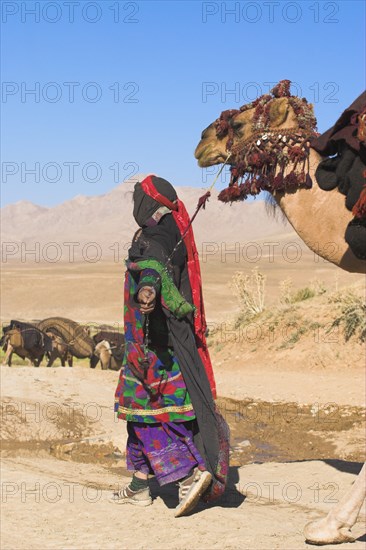 AFGHANISTAN, Desert, "Kuchie nomad lady leads camel train, between Chakhcharan and Jam"