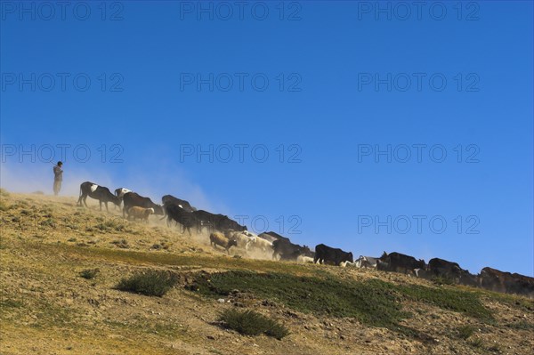 AFGHANISTAN, Between Chakhcharan and Jam, Agriculture, Herding goats and cows