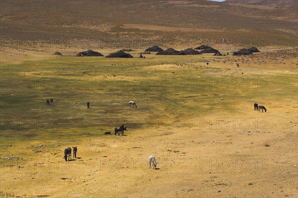 AFGHANISTAN, Desert, Aimaq nomad camp between Chakhcharan and Jam