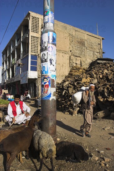 AFGHANISTAN, Kabul, "Central Kabul, Shor Bazaar, Sheep tied to electricity pole."