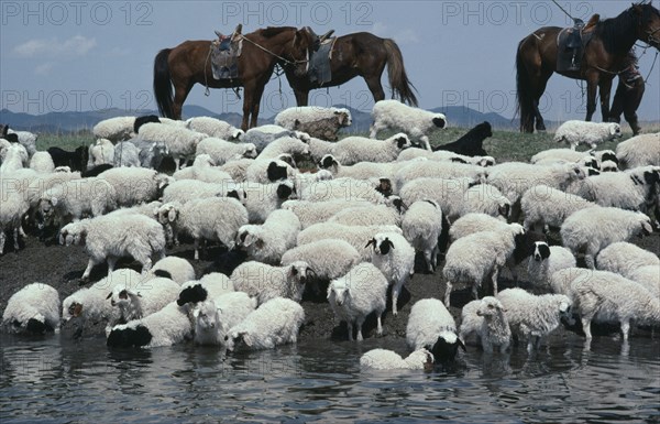 MONGOLIA, Agriculture, Mongolian herdsmen (part seen) watering flock of sheep with their horses standing behind.