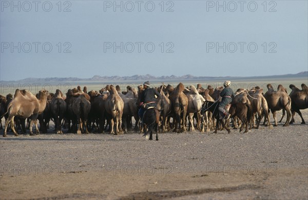 MONGOLIA, South Gobi, Agriculture, "Mongolian herdsman and woman on horses herding camels in dry, open landscape. "