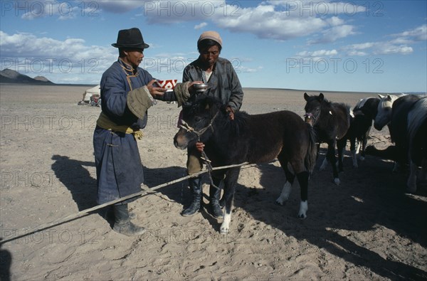 MONGOLIA, South Gobi, Festival, Ceremony of libation of first mare’s milk of the season for crop of foals.  Herdsmen pour milk on to head of foal.
