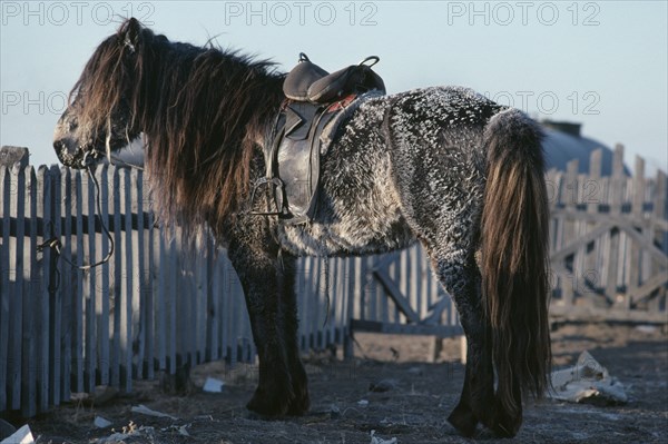MONGOLIA, Transport, Pony tied to fence harnessed with Russian saddle and with frost covered winter coat.