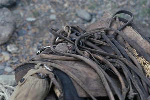 MONGOLIA, Animals, Mouse in harness of horse ridden by photographer.