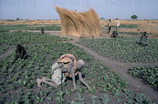 SUDAN, Agriculture, Farming, "Dinka tending tobacco crop, woman carrying child on her back in foreground."