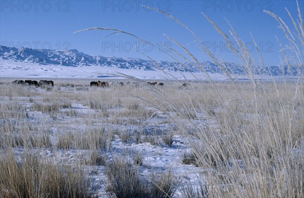 MONGOLIA, Gobi Desert, "Mid-winter on Bigersum negdel collective. Dried clusters of grass, remains of summer pasture protrude through overlying snow. Herd of yaks and Altai mountains in background. East Asia Asian Equestrian Mongol Uls Mongolian Scenic "
