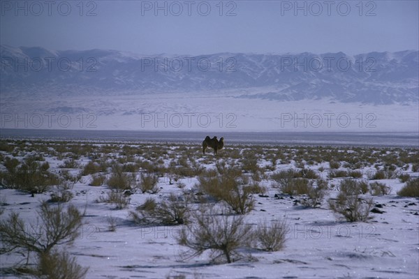 MONGOLIA, Mongolian Steppes, Mid-winter in snow-covered scrubland on the edge of the Gobi desert with a solitary camel and Altai mountains in background