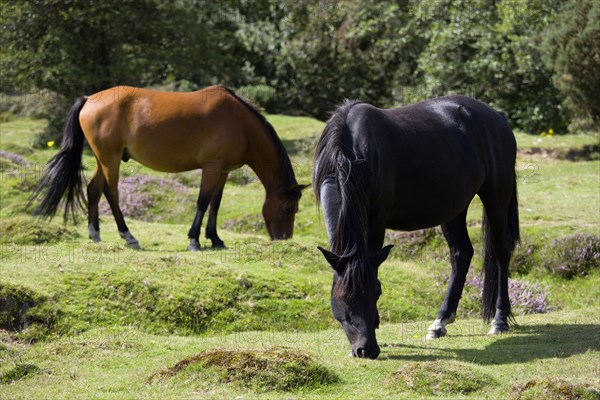 ENGLAND, Hampshire, The New Forest, Ogdens Purlieu a fertile valley near Ogden Village. Two New Forest ponies grazing amongst the purple heather in the heart of the fertile valley