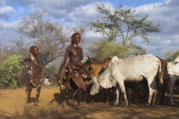 ETHIOPIA, Lower Omo Valley, Turmi, "Hama Jumping of the Bulls initiation ceremony, Ritual dancing round cows and bulls before the initiate does the jumping"