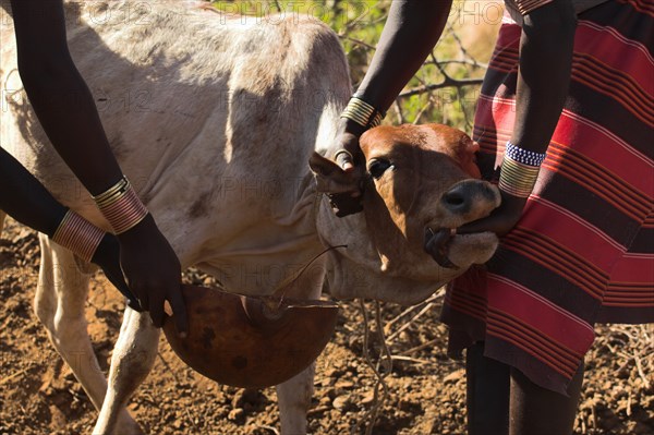 ETHIOPIA, Lower Omo Valley, Tumi, Dombo village (Hamer peoples) Hamer men collecting blood from cows neck for drinking Jane Sweeney