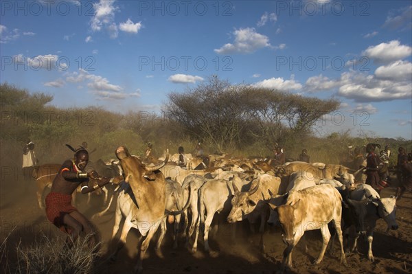 ETHIOPIA, Lower Omo Valley, Tumi, "Hama Jumping of the Bulls initiation ceremony, manovering the cows and bulls into place ready for the jumpin"