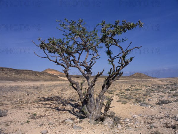 UAE, Oman, Mugsail, Frankincense tree (Boswellia sacra) in desert area near Salalah.