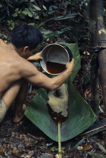 COLOMBIA, North West Amazon , Vaupes, Maku nomadic hunter Umero preparing curare from root liana and bark scrapings. Once boiled to gluey consistency used as poison for blowpipe dart heads.Final process of dipping dart heads into curare then allowing to dry always completed in cool of night indigenous tribe indian nomadic American Colombian Colombia Hispanic Indegent Latin America Latino Male Men G indigenous tribe indian nomadic American Colombian Columbia Hispanic Indegent Latin America Latino Male Men Guy South America Vaupes Male Man Guy One individual Solo Lone Solitary Vaupes 1 Single unitary