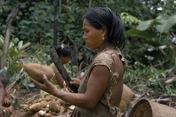 COLOMBIA, North West Amazon, Tukano Indigenous People, Barasana woman using a machete to peel manioc roots.  Tukano sedentary Indian tribe North Western Amazonia cassava American Colombian Columbia Female Women Girl Lady Hispanic Indegent Latin America Latino South America Tukano Female Woman Girl Lady