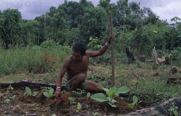 COLOMBIA, North West Amazon, Tukano Indigenous People, Makuna head man and shaman Ignacio Valencia tending his tobacco plants outside maloca or communal home. Tukano  Makuna Indian North Western Amazonia American Colombian Columbia Hispanic Indegent Latin America Latino Male Men Guy South America Tukano