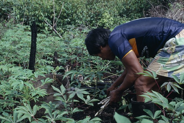 COLOMBIA, North West Amazon, Tukano Indigenous People, Venancio one of Ignacio's sons planting manioc cuttings in the family chagra shifting agriculture cultivation plot. Tukano  Makuna Indian North Western Amazonia  cassava American Colombian Columbia Hispanic Indegent Latin America Latino Male Men Guy South America Tukano