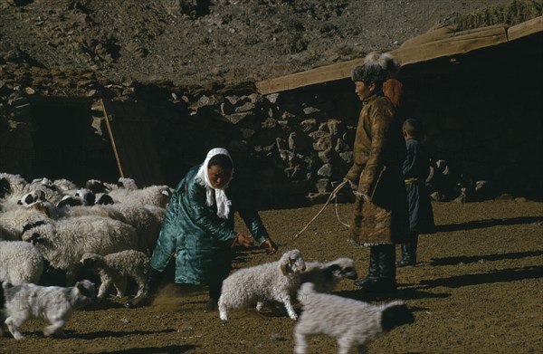 MONGOLIA, Gobi Desert, "Khalkha winter sheep camp  shepherd, his father and daughter, with flock enclosed in stone walled pen, select out lambs from sheep, with barren mountainside beyond. Khalha East Asia Asian Mongol Uls Mongolian Scenic "