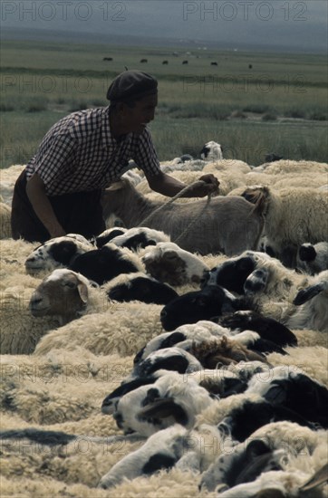 MONGOLIA, Agriculture, "Khalkha shepherd in summer camp on grass-covered plains of Bigersum negdel collective, tethering the sheep one to the other by their necks to start shearing them "