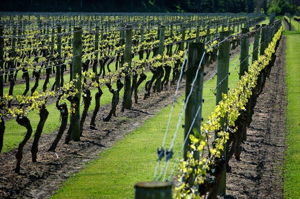 NEW ZEALAND, NORTH ISLAND, HAWKES BAY, "NAPIER, GENERAL VIEW OF VINES IN A VINEYARD EARLY IN THEIR GROWTH ALONG CHURCH ROAD IN THE TARRADALE DISTRICT ."