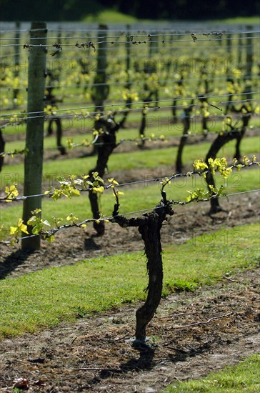 NEW ZEALAND, NORTH ISLAND, HAWKES BAY, "NAPIER, GENERAL VIEW OF VINES IN A VINEYARD EARLY IN THEIR GROWTH ALONG CHURCH ROAD IN THE TARRADALE DISTRICT."