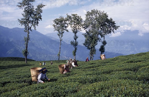 INDIA, West Bengal, Darjeeling, Tea pickers working on hilltop plantation putting picked leaves in woven baskets carried on their backs.