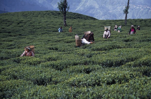 INDIA, West Bengal, Darjeeling, Tea pickers working on hilltop plantation putting picked leaves in woven baskets carried on their backs.