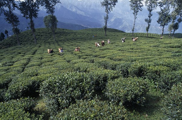 INDIA, West Bengal, Darjeeling, Tea pickers working on hilltop plantation putting picked leaves in woven baskets carried on their backs.