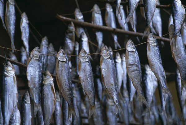 ITALY, Lombardy, Sala Comacina, Mackerel drying on lines in fishing village on Lake Como.