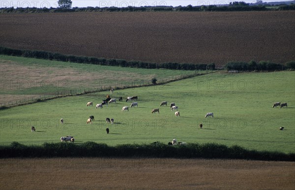 ENGLAND, Dorset, Agriculture, Agricultural landscape near Dorchester showing cattle grazing in pasture between ploughed fields.