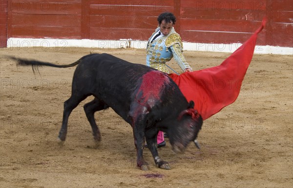 MEXICO, Jalisco, Puerto Vallarta, Bullfight. The matador makes a pass in the tercio de muerte.