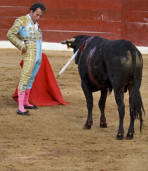 MEXICO, Jalisco, Puerto Vallarta, Bullfight. The matador taunts the bull in the tercio de muerte.