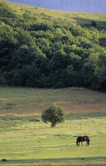 ENGLAND, East Sussex, Westmeston, FIeld with lone horse in late afternoon.