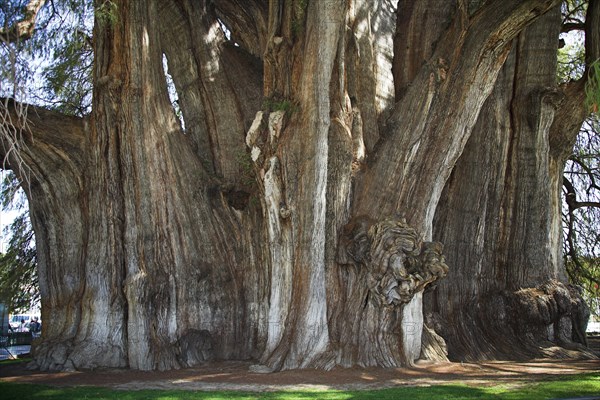 MEXICO, Oaxaca State, Oaxaca, "Giant Cypress Tule Tree, Arbol del Tule, Santa Maria del Tule, Ahuehuete"