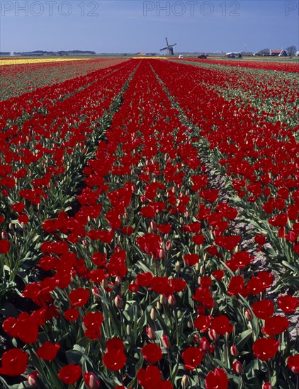 HOLLAND, Noord Holland, Sint Maartensbrug, Field of tulips with a windmill in the far distance near the village of Sint Maartensbrug