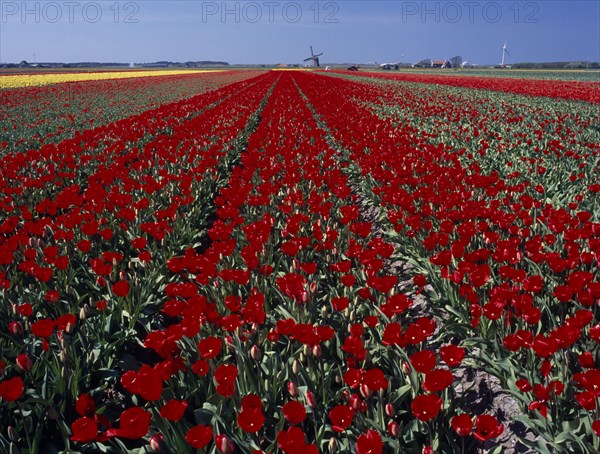 HOLLAND, Noord Holland, Sint Maartensbrug, Field of red tulips with a windmill in the far distance near the village of Sint Maartensbrug