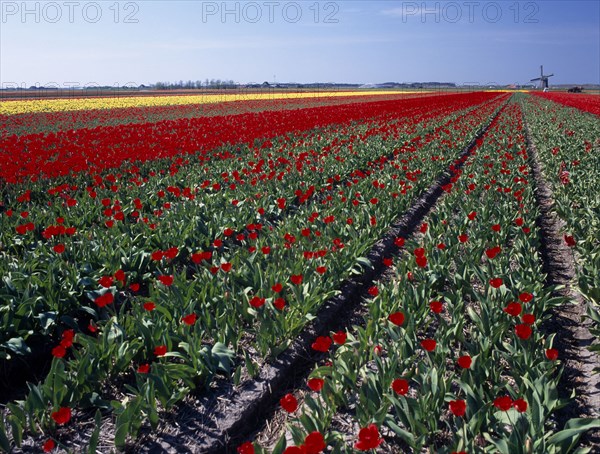 HOLLAND, Noord Holland, Sint Maartensbrug, Field of red tulips with a windmill in the far distance near the village of Sint Maartensbrug