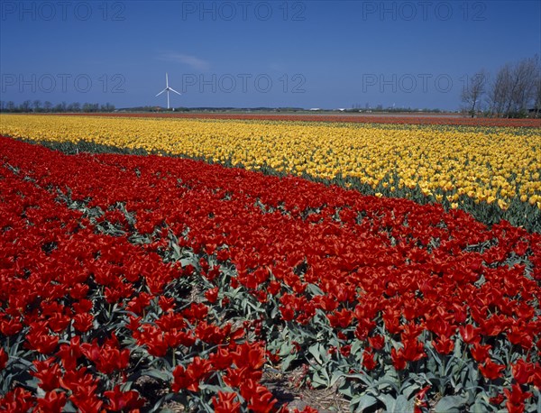 HOLLAND, Noord Holland, Sint Maartensbrug, Field of red and yellow tulips with a wind turbine near the village of Sint Maartensbrug