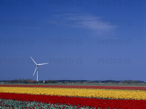 HOLLAND, Noord Holland, Sint Maartensbrug, Wind turbine in a field of red and yellow tulips near the village of Sint Maartensbrug