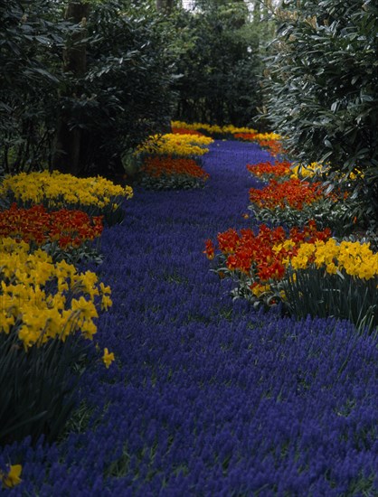 HOLLAND, South, Lisse, Keukenhof Gardens. A river of blue flowers running through a multicoloured floral display