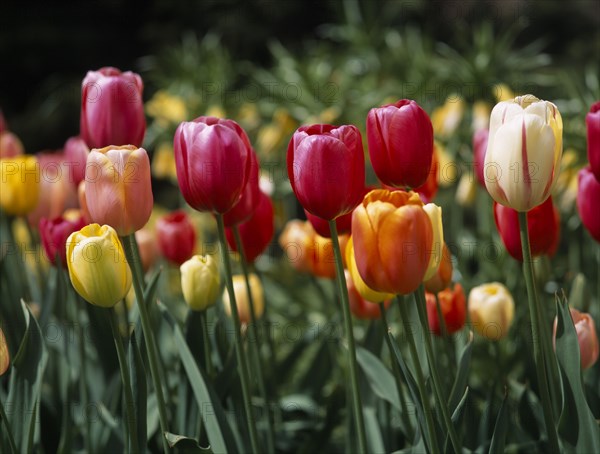 HOLLAND, South, Lisse, Keukenhof Gardens. Close up of tulip display with soft pastel colours