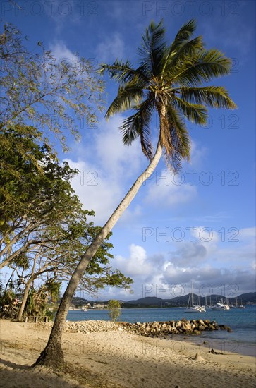 WEST INDIES, St Lucia, Gros Islet , Single coconut palm tree on Pigeon Island National Historic Park beach