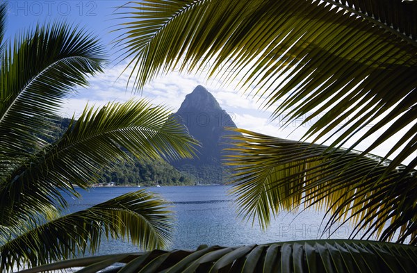 WEST INDIES, St Lucia, Soufriere, The volcanic plug mountain of Petit Piton seen through the branches of a coconut palm tree