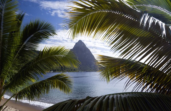 WEST INDIES, St Lucia, Soufriere, The volcanic plug mountain of Petit Piton seen through the branches of a coconut palm tree