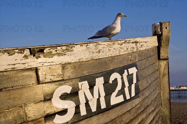 ENGLAND, East Sussex, Brighton, "Seagull perched on the gunwale of old wooden clinker-built fishing boat, with its number prominent, on the beach at dusk"